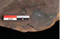 Foto (Detailsansicht) von Quercus palaeoilex Ettingshausen (NHMW-GEO-2024-0188-0823)